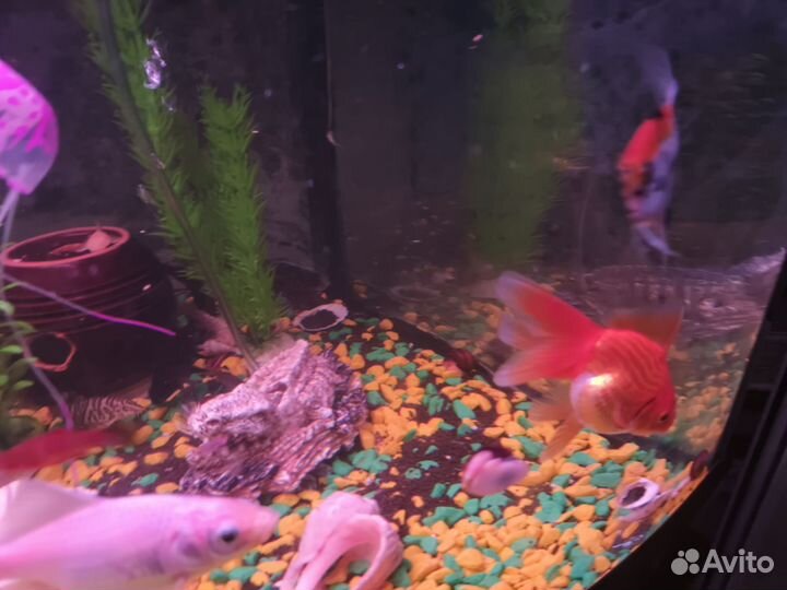 Золотая рыбка