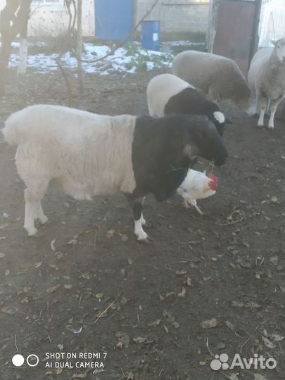 Баран Дорпер 2 года, на племя