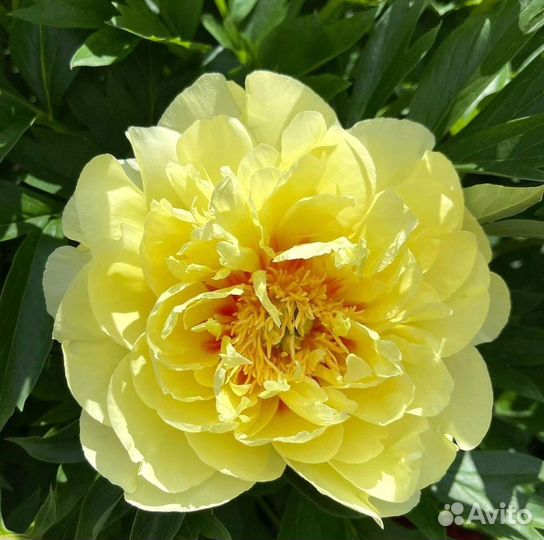 Пионы корневища Бартзелла