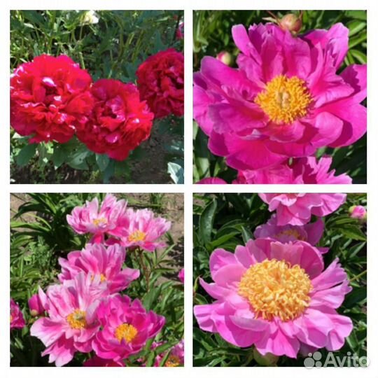 Пионы сортовые