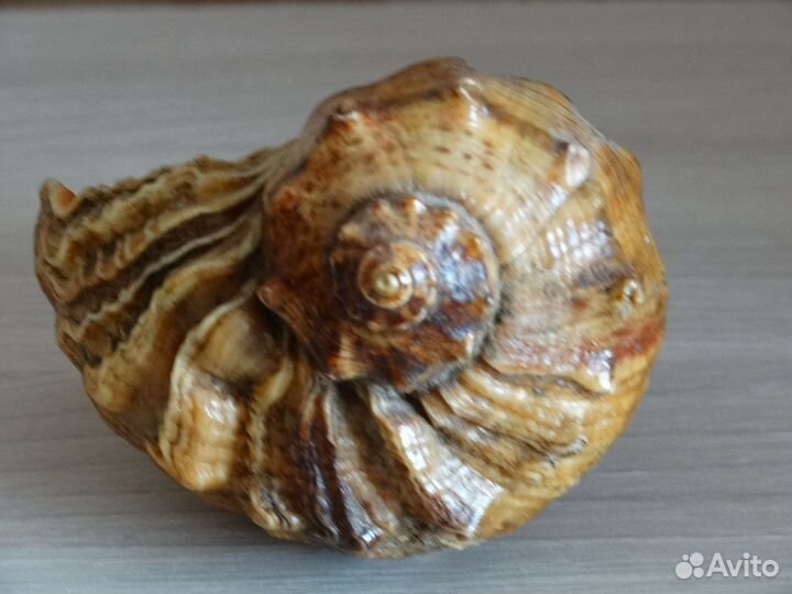 Большая морская ракушка