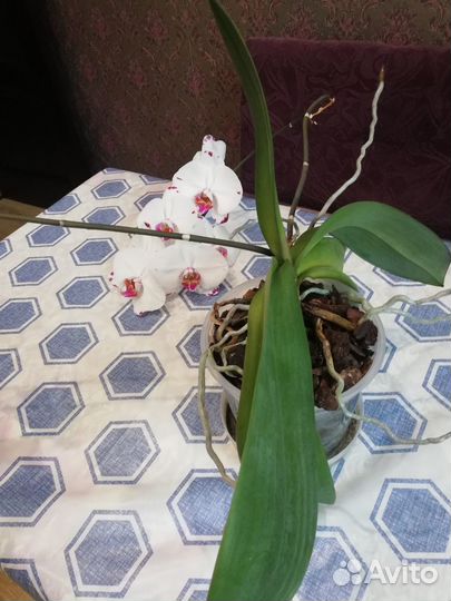 Орхидеи, ук. Чер. Бугенвиллия