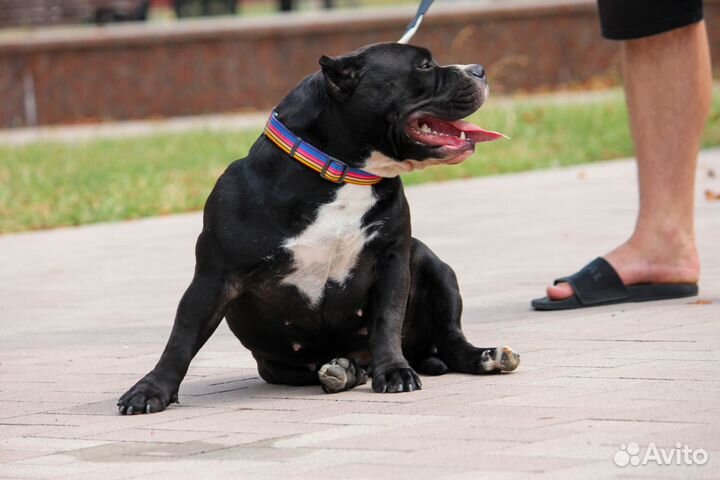 Девочка Американский булли