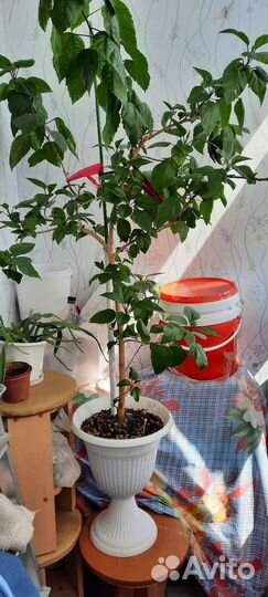 Гибискус китайская роза