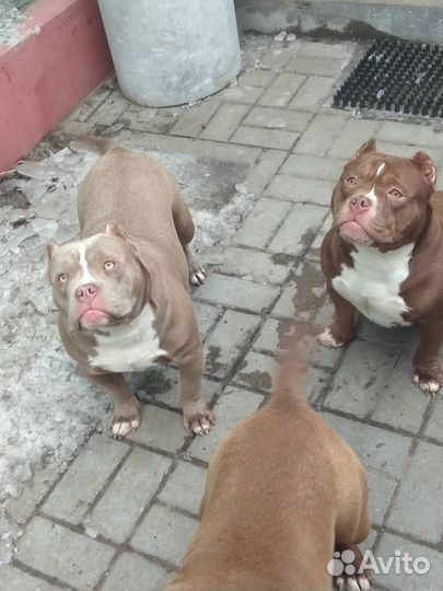 Американский булли девочки Покет