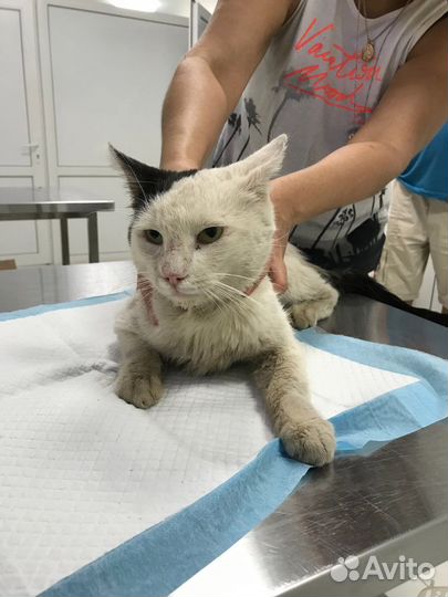 Спокойный котик Кексик,брошен и лечится