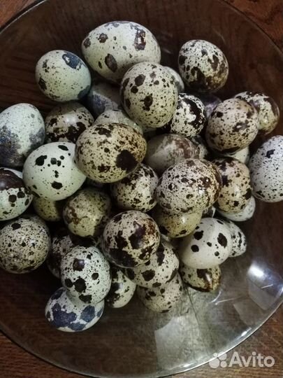 Яйца перепелиные домашние