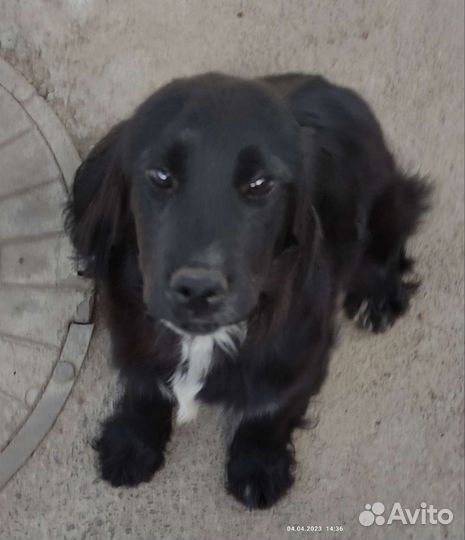 Кокер спаниель