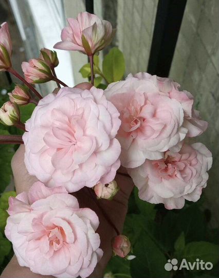 Пеларгонии редкие