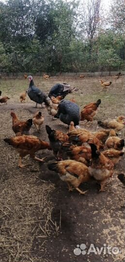 Молодые петушки Кучинская юбилейная