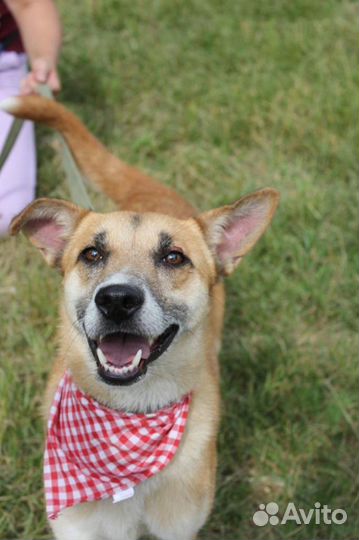 Дружелюбная и ласковая Шейла не доставит хлопот