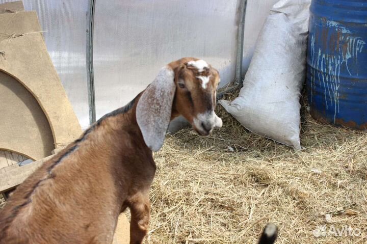 Нубийские козочки чп