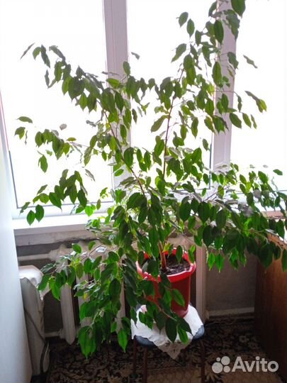 Продам цветы комнатные