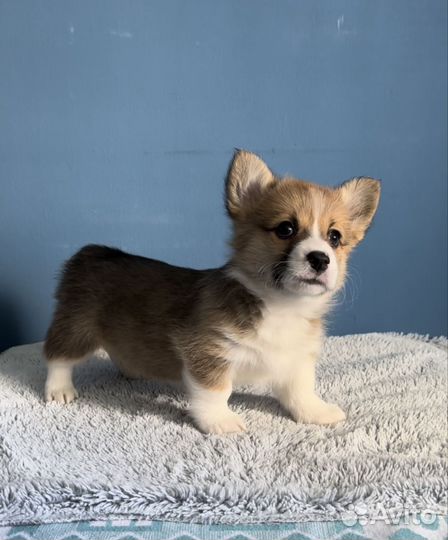 Вельш-корги пемброк