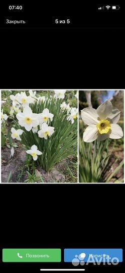 Рассада многолетних цветов