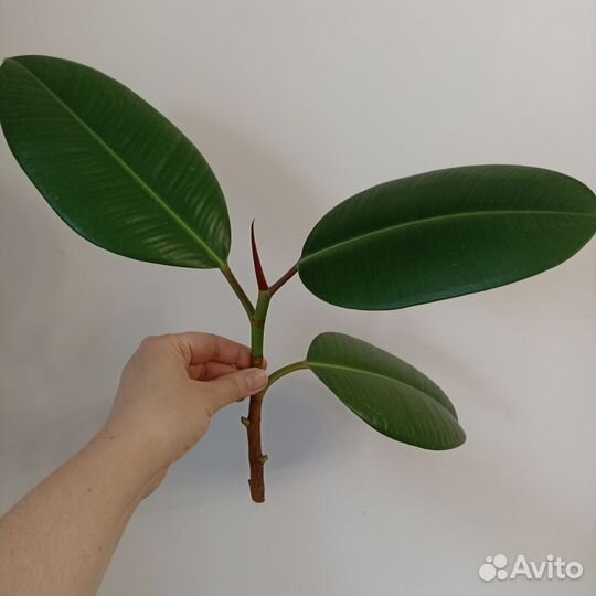 Фикус каучуконосный (срезы)