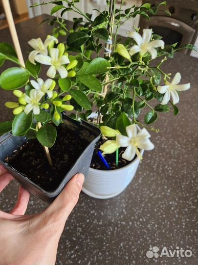 Мурайя(Муррайя Мин-а-мин взрослая)