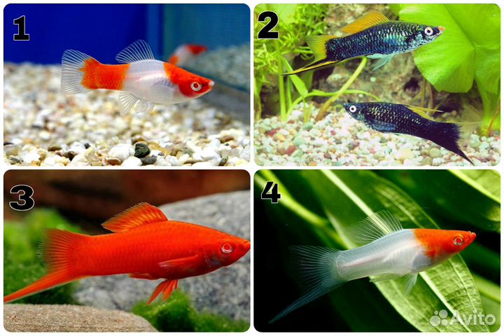Аквариумные рыбки. Обновление от 29.04