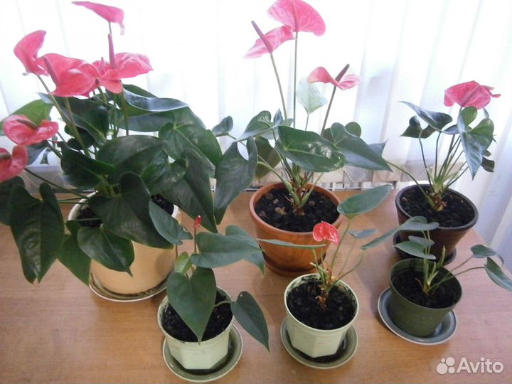 Комнатные цветы антуриум