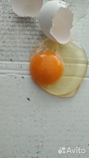 Яйцо куриное опт