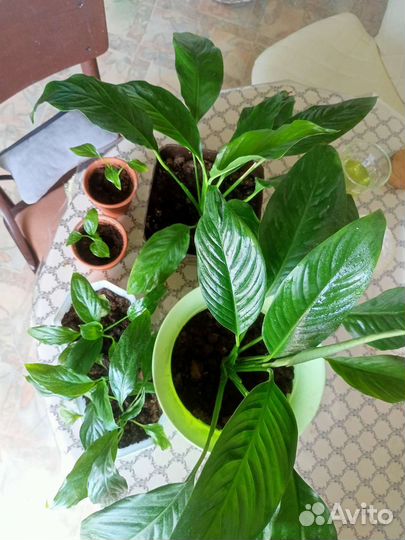 Спатифиллум,женское счастье