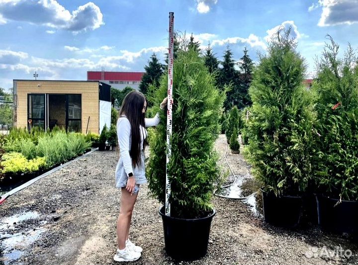 Туя Брабант