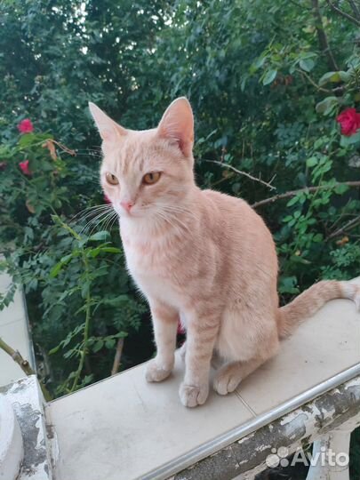 Котенок мальчик рыжий