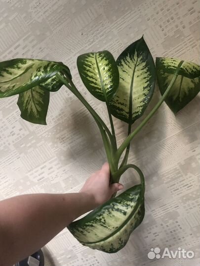 Диффенбахия сортовая верхушка