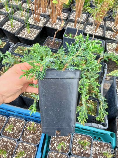 Можжевельник Blue carpet (Блю Карпет)