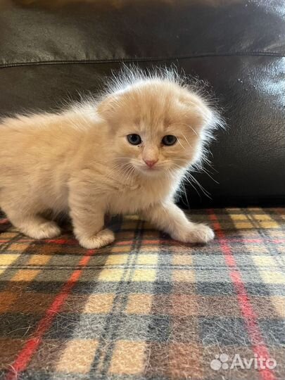 Котята в добрые руки мальчики