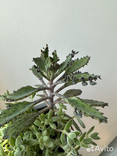 Каланхоэ (взрослый )