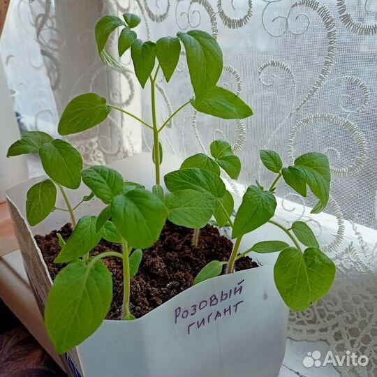 Рассада помидор