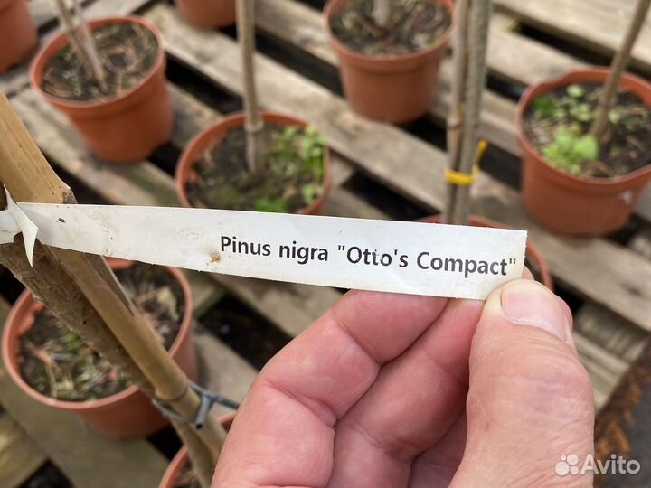 Сосны на штамбе