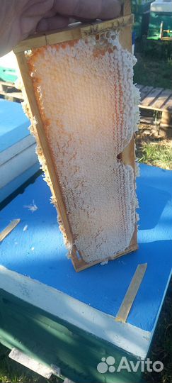 Мед в сотах,забрус