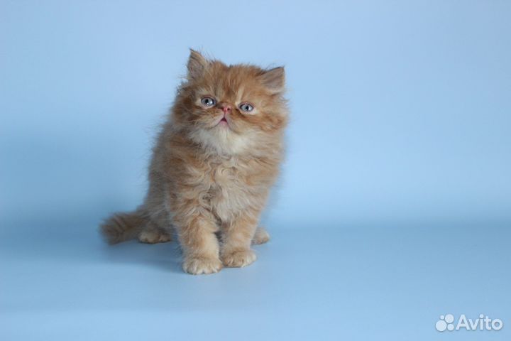 Невероятно красивые персидские мальчики