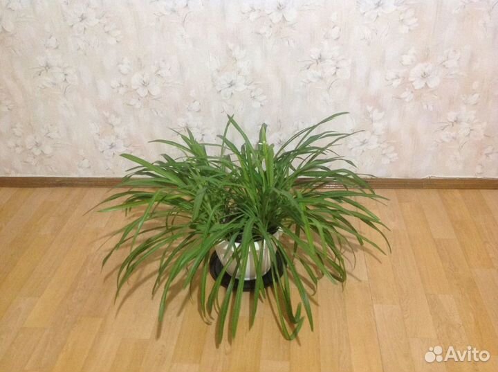 Хлорофитум