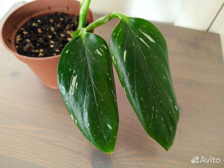 Филодендрон Кобра белая