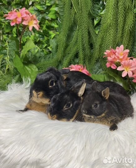 Из Царского Кролика