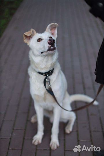 Собака в добрые руки