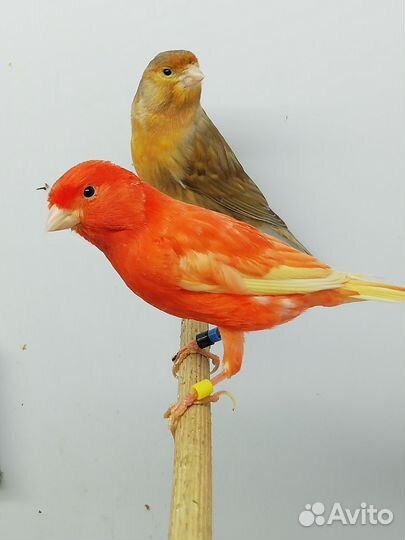 Кенари и канарейки