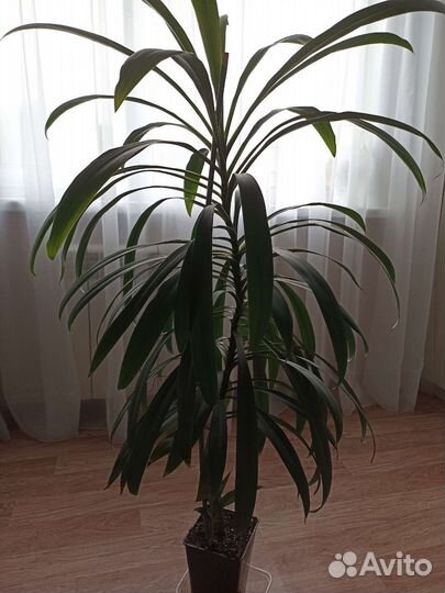 Пальма драцена