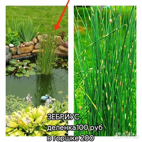 Растения для пруда