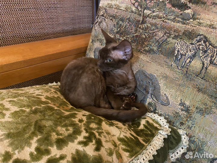 Девон рекс шоколадная Милена