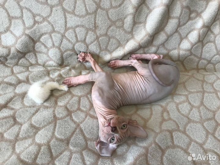 Канадский сфинкс котенок