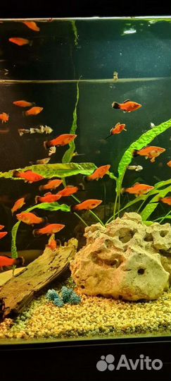 Меченосец.Цена указана 1 за шт