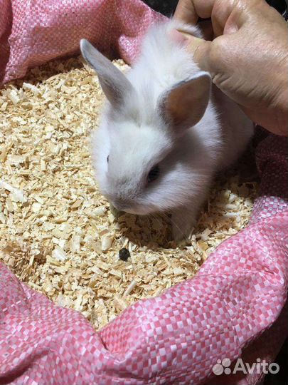 Крольчата месячные, карликовые