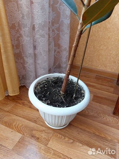 Фикус каучуконосный Абиджан