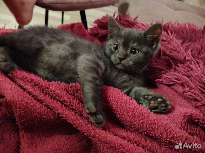 Британские котята