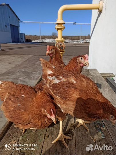 Куры Несушки