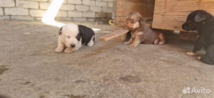 Щенки